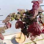 Lieska obyčajná (Corylus avellana) ´RED MAJESTIC´ - výška 60-80 cm, kont. C5L - NA KMIENKU